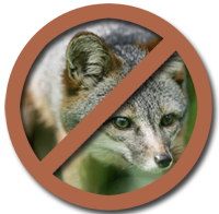 Avoid Foxes Photo