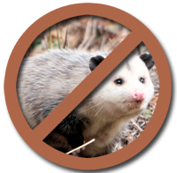 Avoid Opossum Photo