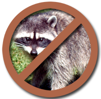 Avoid Raccoon Photo