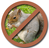 Avoid Squirrels Photo