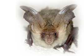 Bat Photo