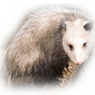 Opossum Photo