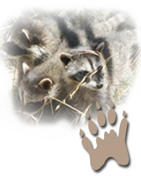 Raccoon Collage