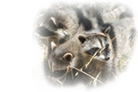 Raccoon Photo