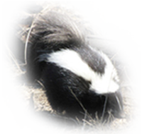 Skunk Photo