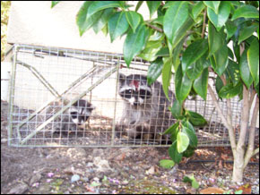 Trapped Raccoons